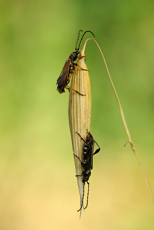 Da determinare: Stenopterus ater